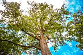 Best Tree Cabling and Bracing  in Granville, WV