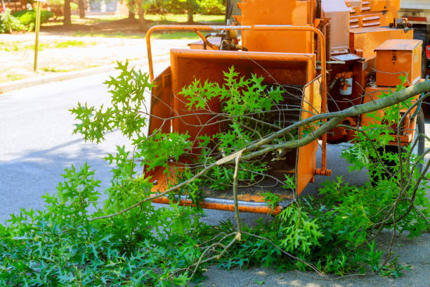 Best Tree Preservation Services  in Granville, WV